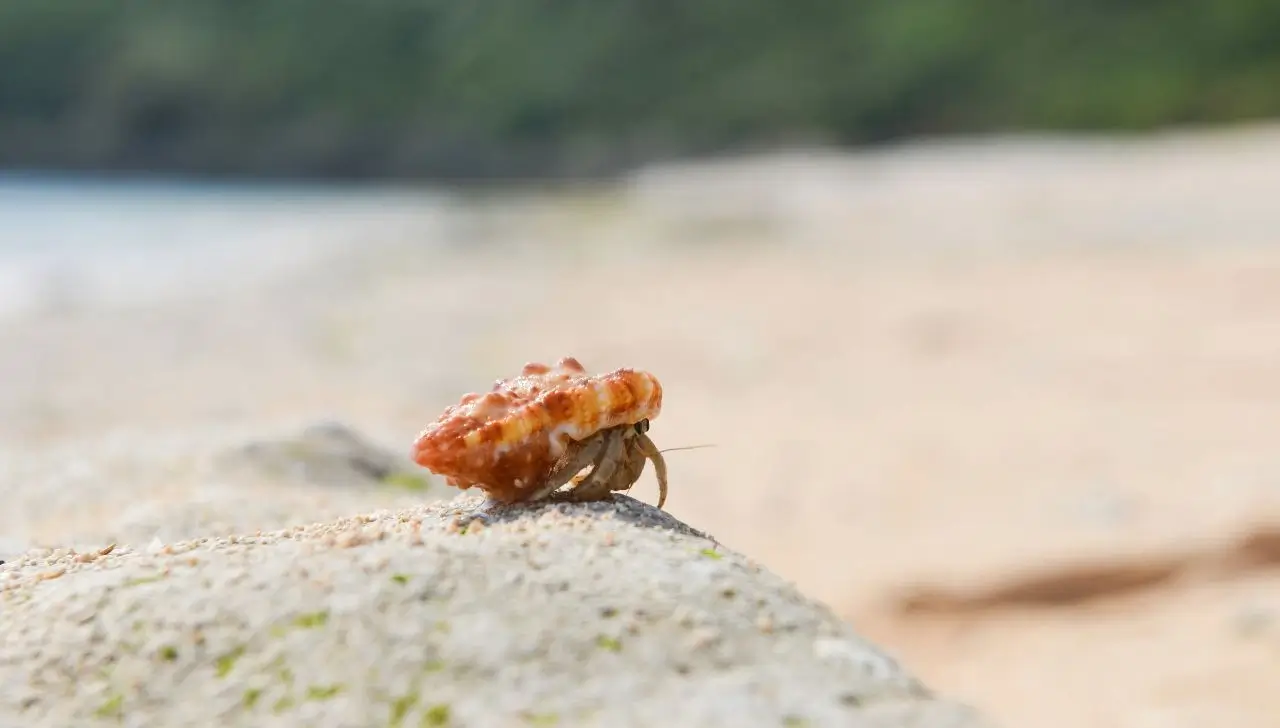 How to Care for Hermit Crabs from the Ocean