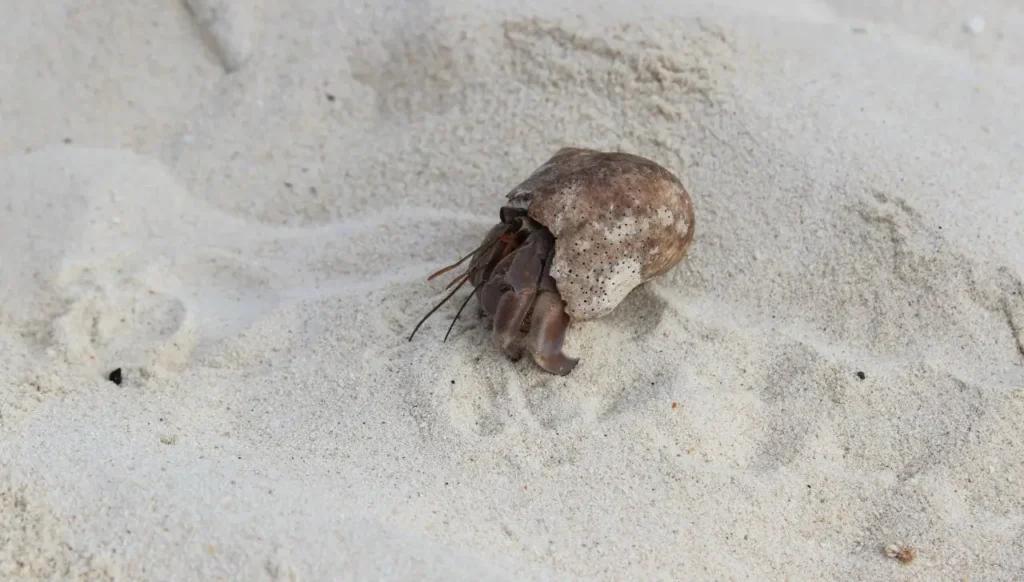If It’s a Land Hermit Crab