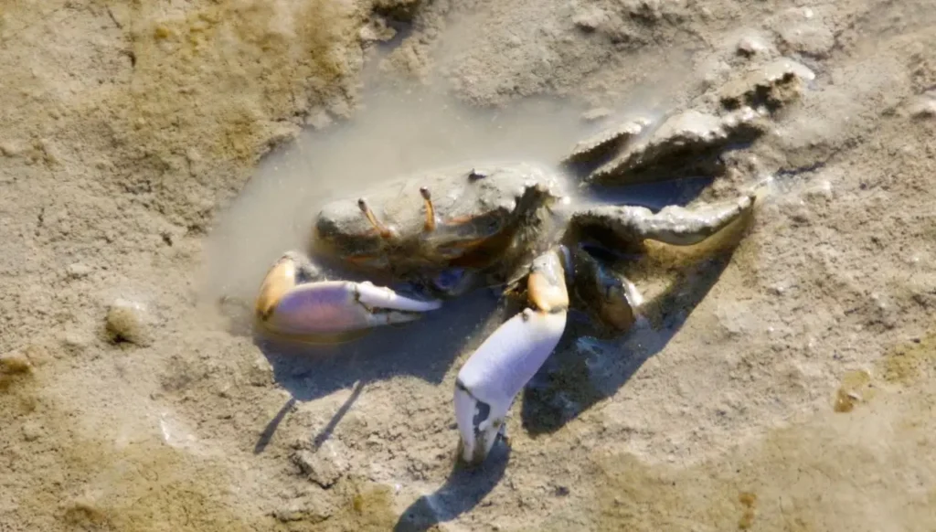 How to Care for Hermit Crabs from the Ocean