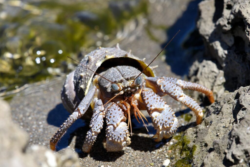 What Does a Hermit Crab Look Like Without a Shell?