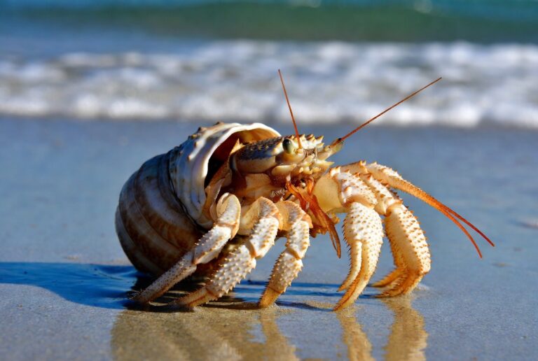 What Does a Hermit Crab Look Like Without a Shell