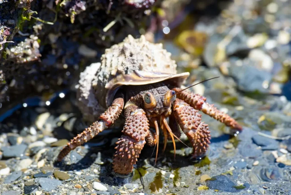 What Can Hermit Crabs NOT Eat