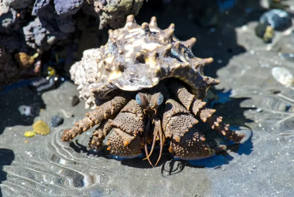 How Much Does Hermit Crab Food Cost