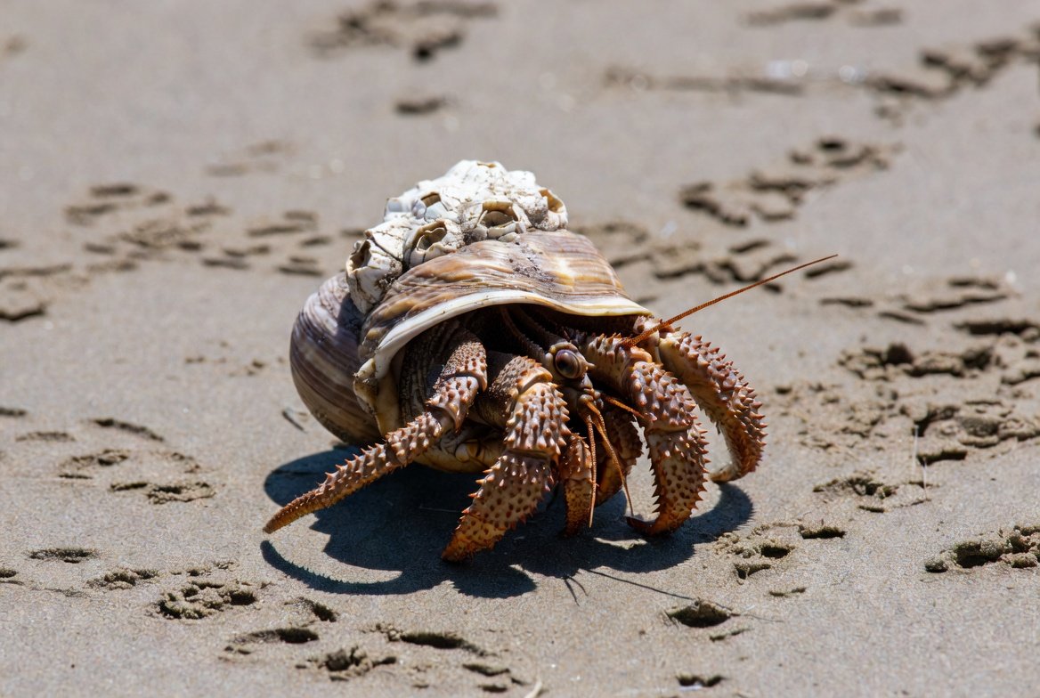 Are Hermit Crabs Good Pets