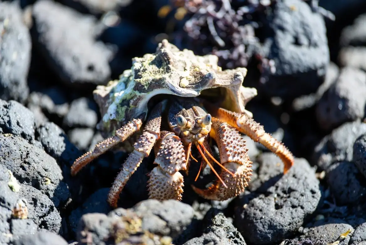 Do Hermit Crabs Make Noise