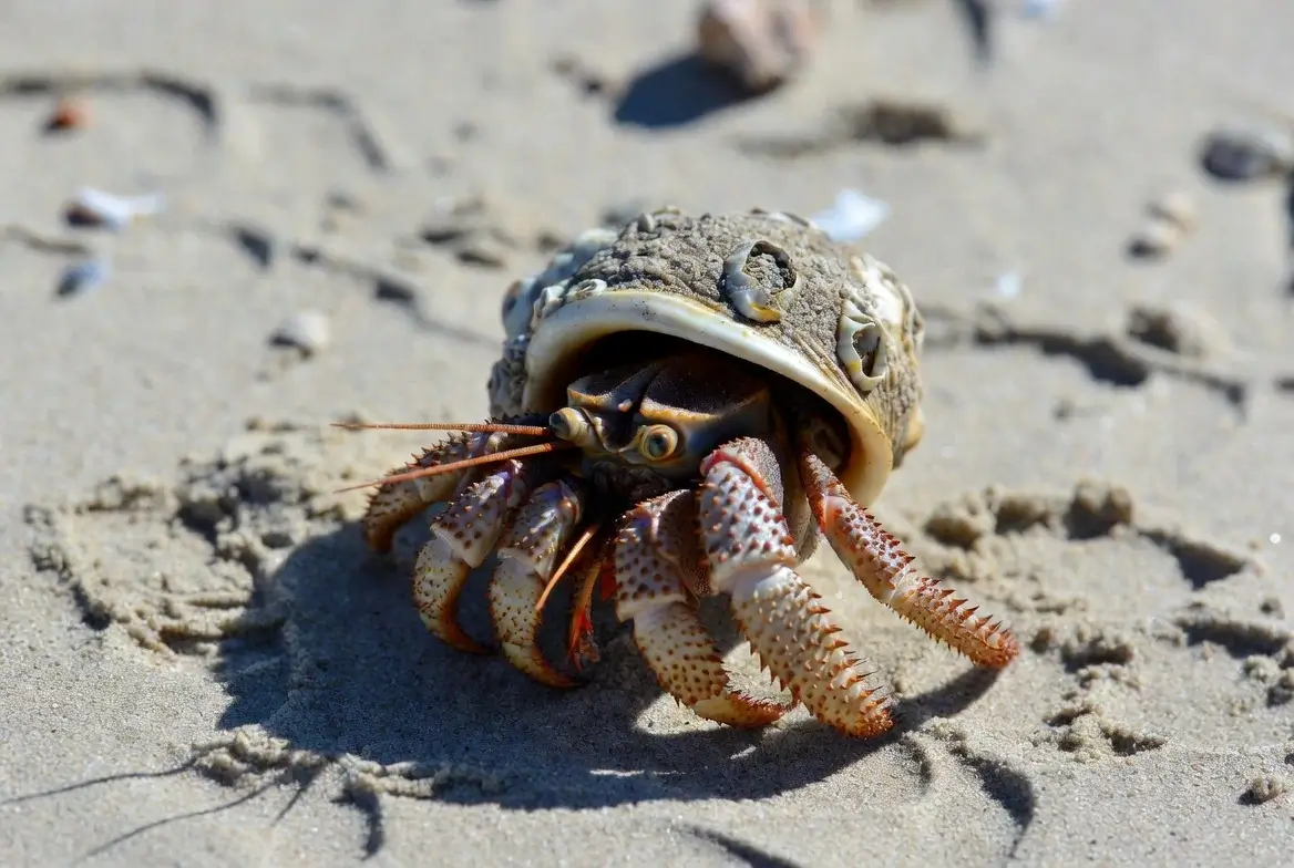 Yes, hermit crabs can pinch - bigger crabs pinch harder. Here's why they do it, how to hold them safely, and what to do if you get pinched.