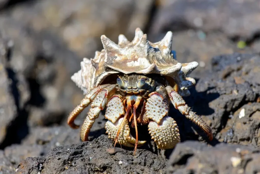 How to Hold a Hermit Crab Without Getting Pinched