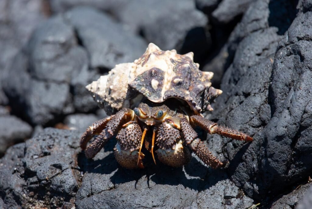Are Hermit Crabs Good Pets 