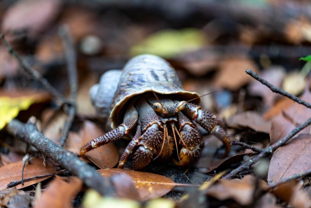 Who Are Hermit Crabs Perfect For?