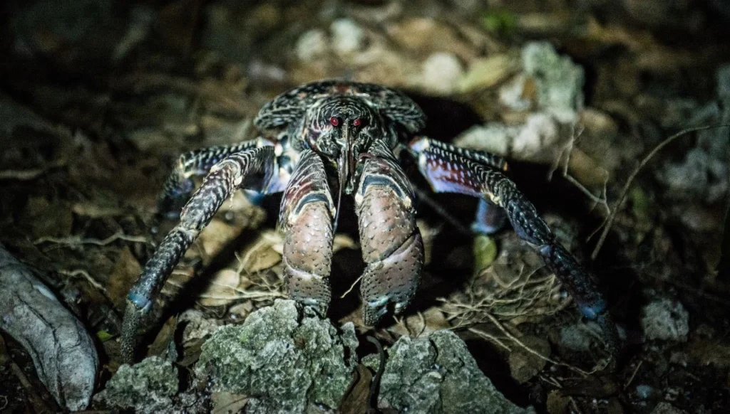 How Strong Is a Coconut Crab 