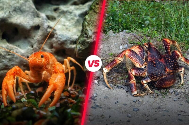 Coconut Crab vs Lobster