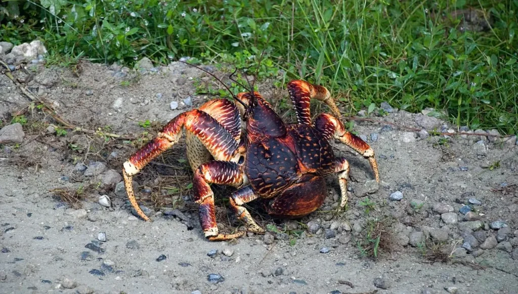 How Much Coconut Crabs Lift?