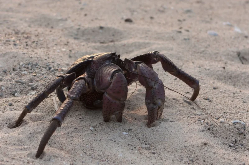How Strong Is a Coconut Crab