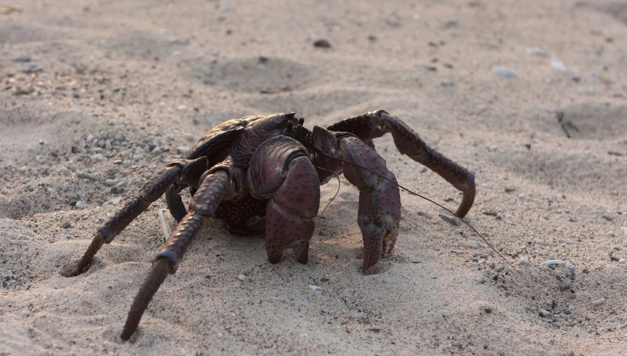 How Strong Is a Coconut Crab