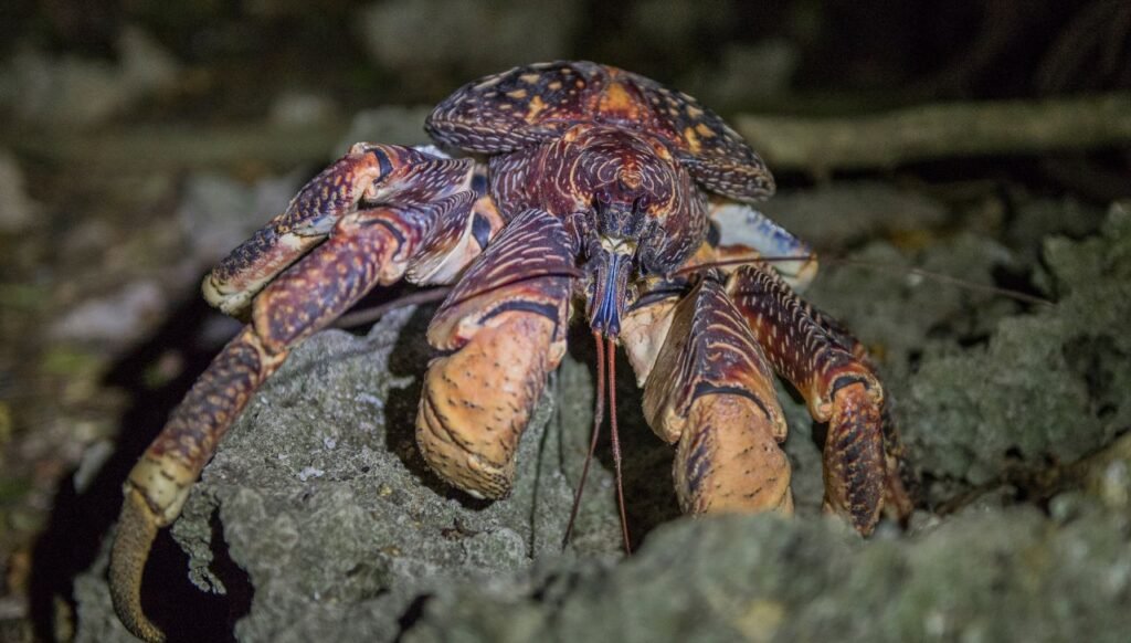 What Do Coconut Crabs Eat 