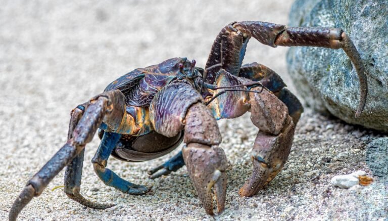 What Do Coconut Crabs Eat You'd Be Surprised