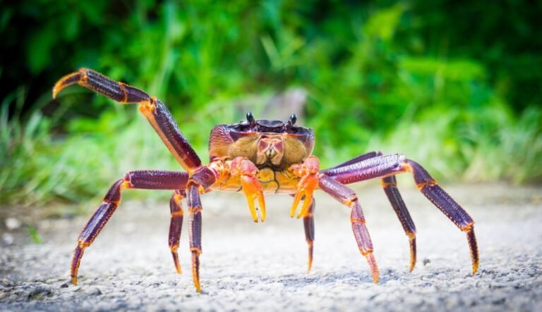 Are Coconut Crabs Dangerous