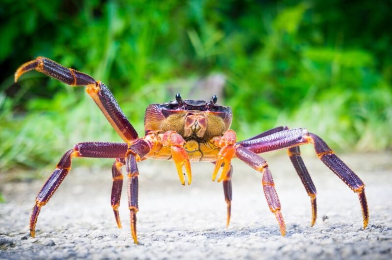 Are Coconut Crabs Dangerous