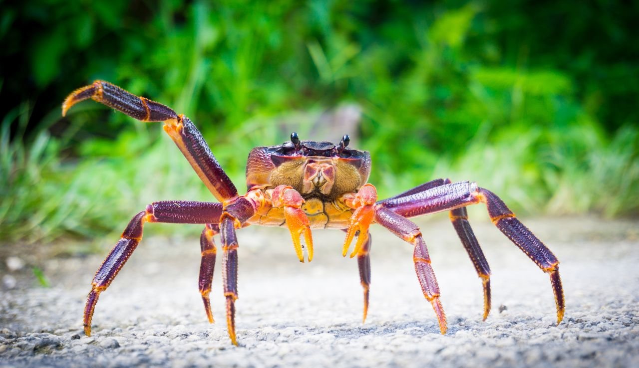Are Coconut Crabs Dangerous