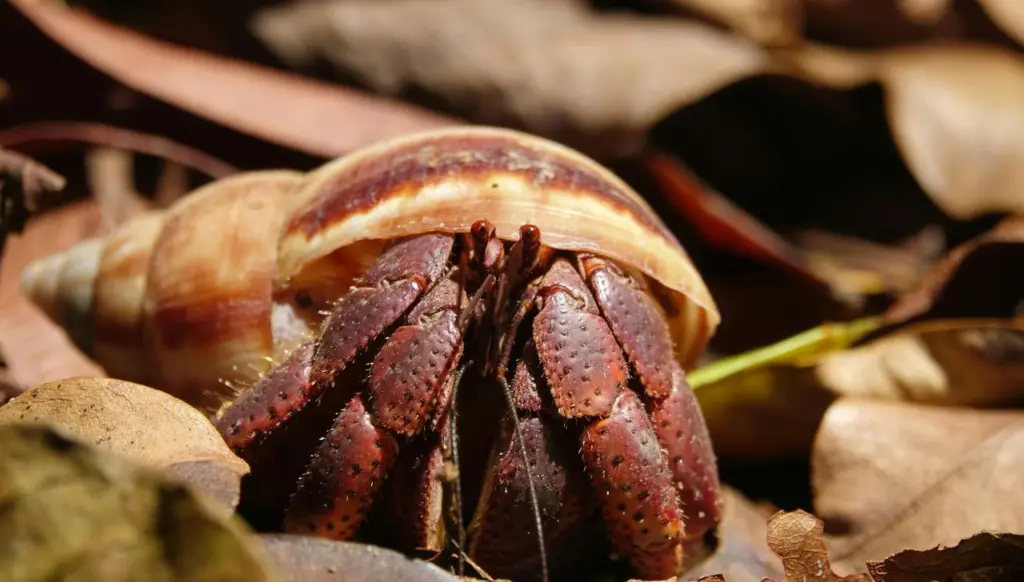 How Do Hermit Crabs Breathe