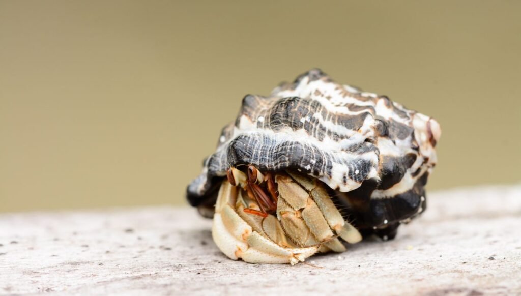 Do Hermit Crabs Bleed When Injured?