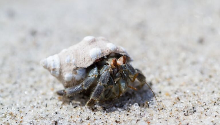 Do Hermit Crabs Have Blood