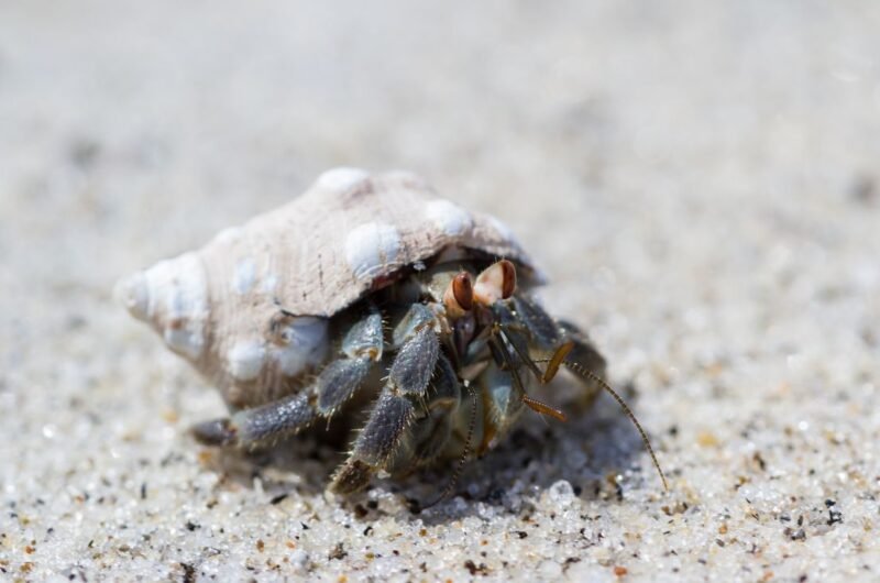 Do Hermit Crabs Have Blood