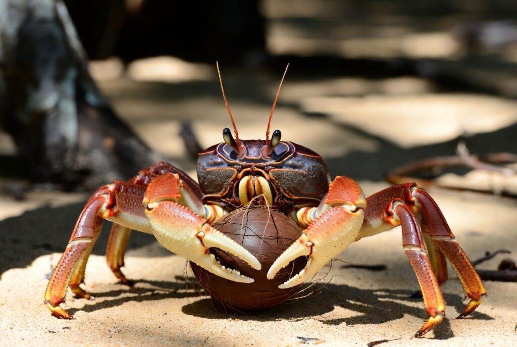 Are Coconut Crabs Dangerous