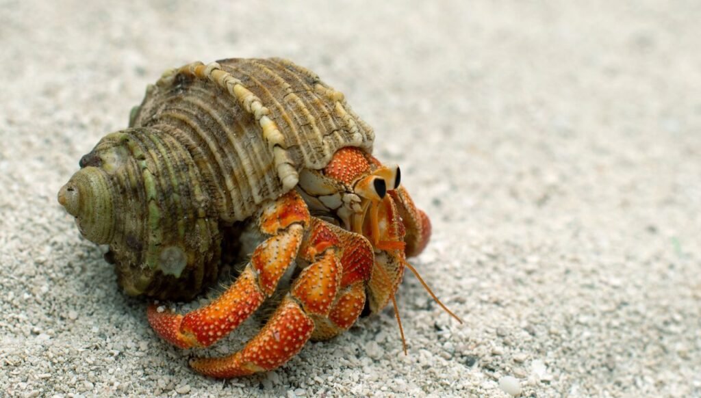 Do Hermit Crabs Have Blood