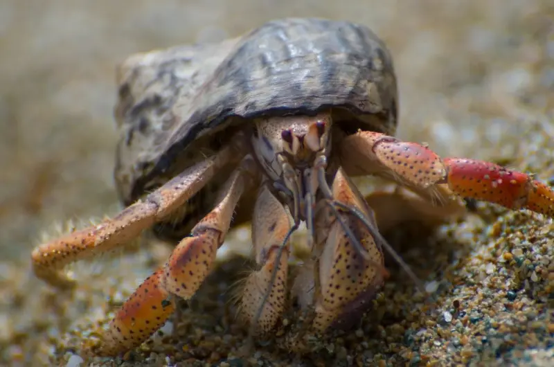 How Do Hermit Crabs Breathe