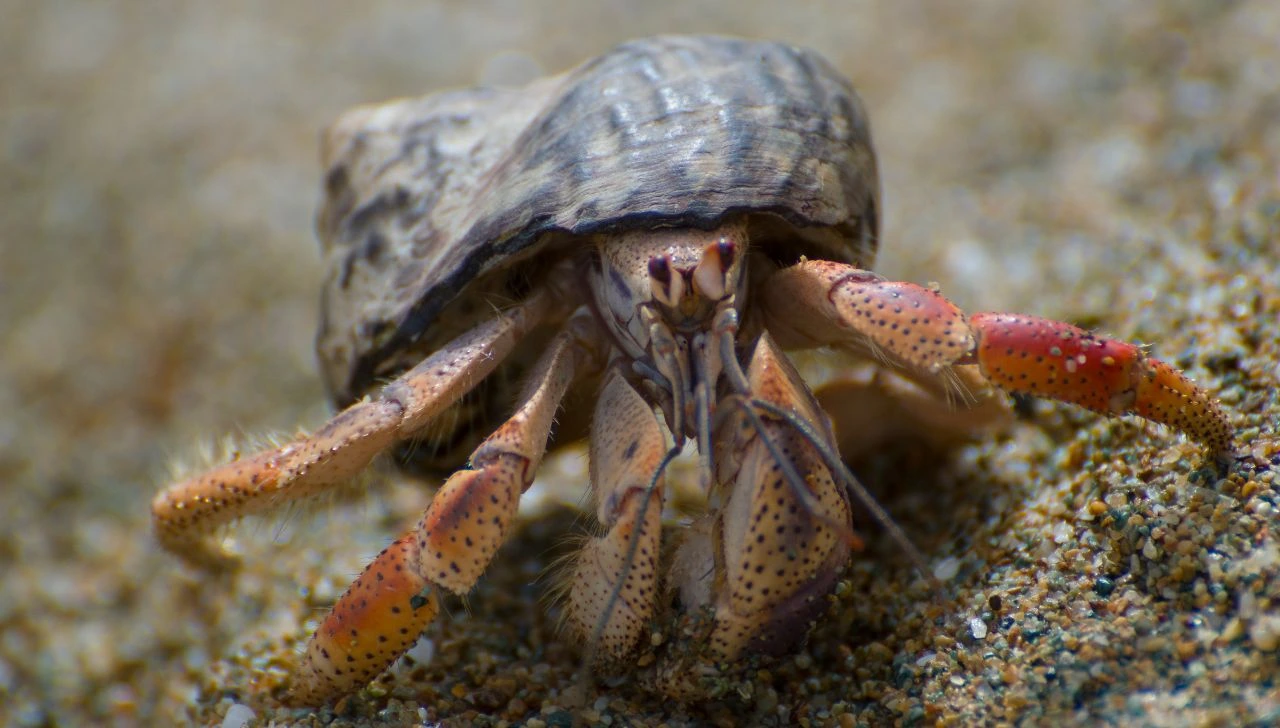 How Do Hermit Crabs Breathe