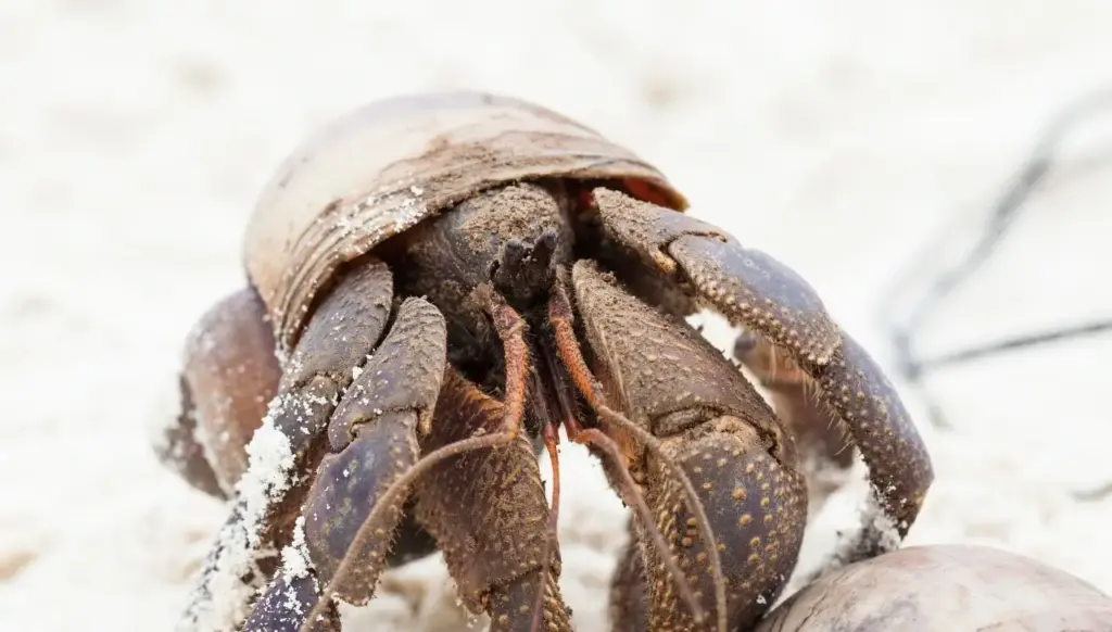 How to Tempt a Hermit Crab: