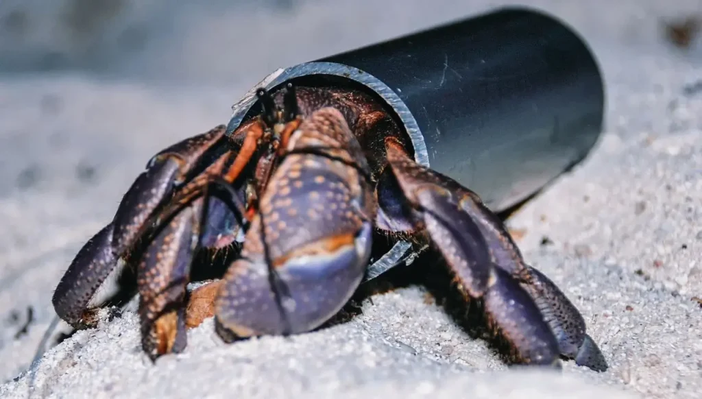 Where Do Coconut Crabs Live 