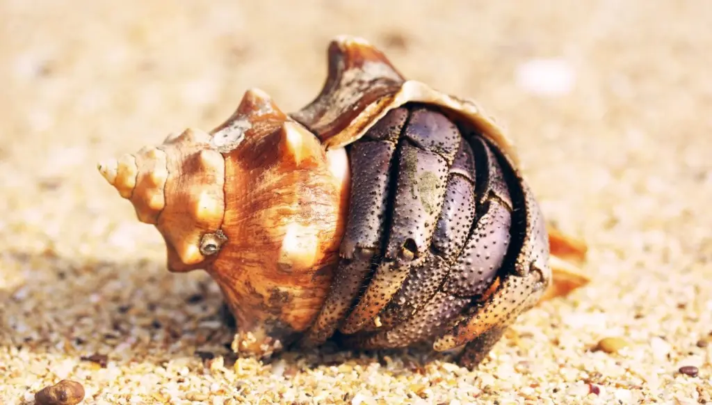 Land vs Marine Crab Breathing: