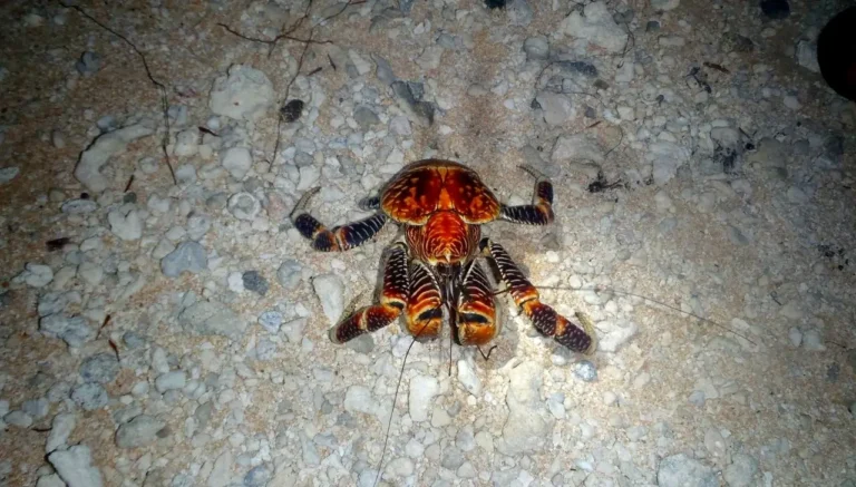 Where Do Coconut Crabs Live