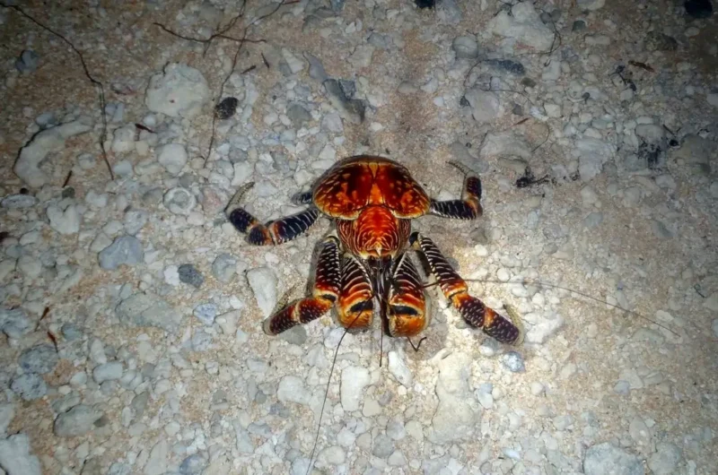 Where Do Coconut Crabs Live