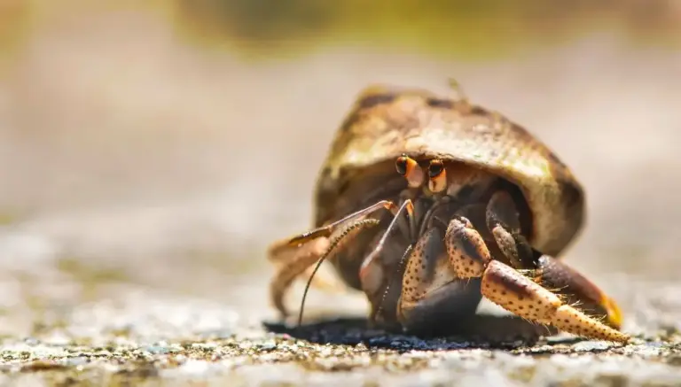 Why Did My Hermit Crab Die