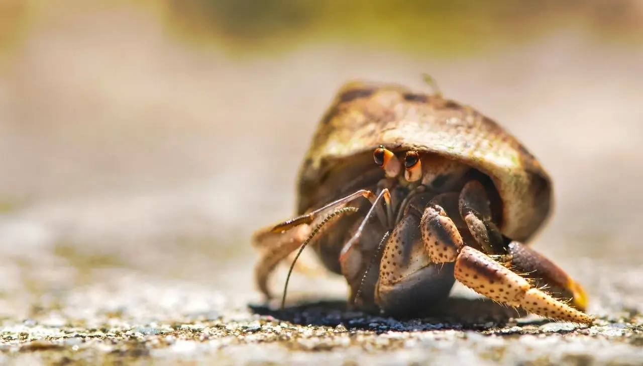 Why Did My Hermit Crab Die
