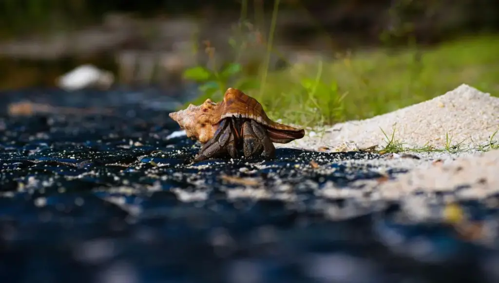 Why Did My Hermit Crab Die