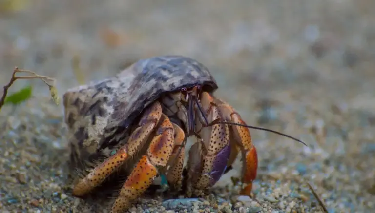 Why Is My Hermit Crab Not Eating