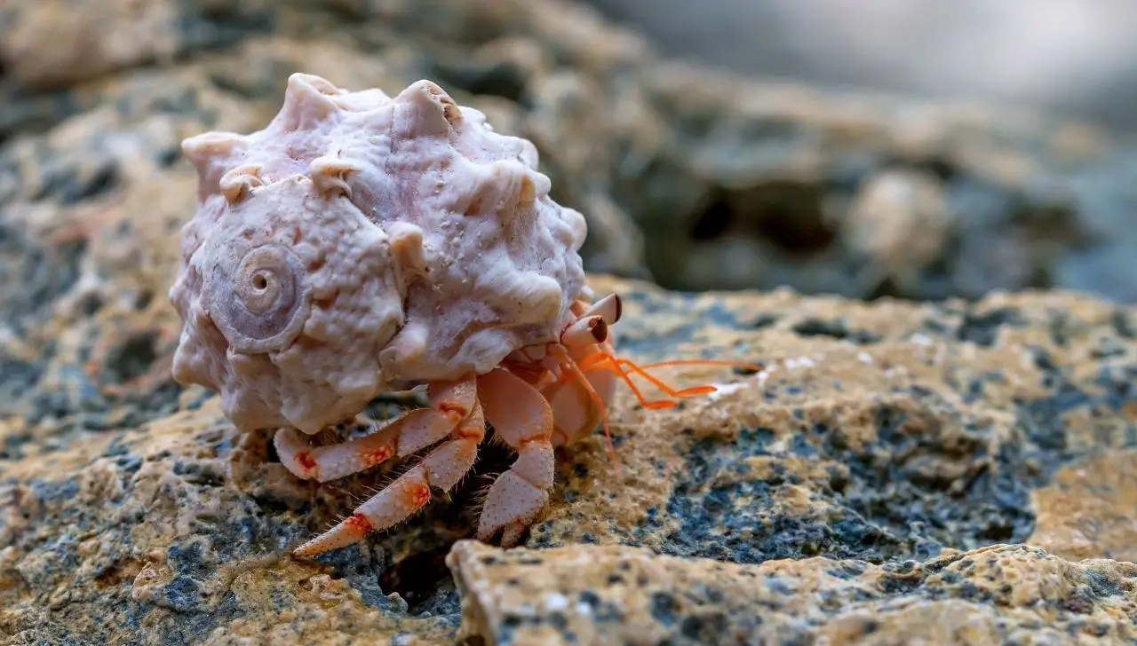 Can Hermit Crabs Live Alone