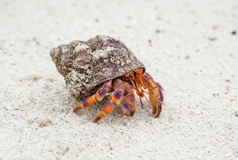 Do Hermit Crabs Need a Heat Lamp