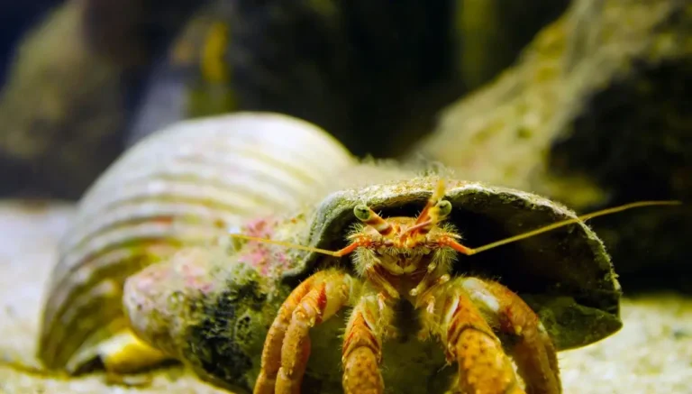 Hermit Crabs Climbing