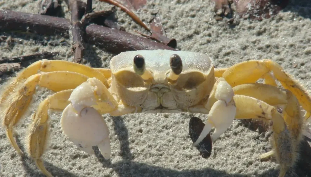 Why Do Crabs Walk Sideways