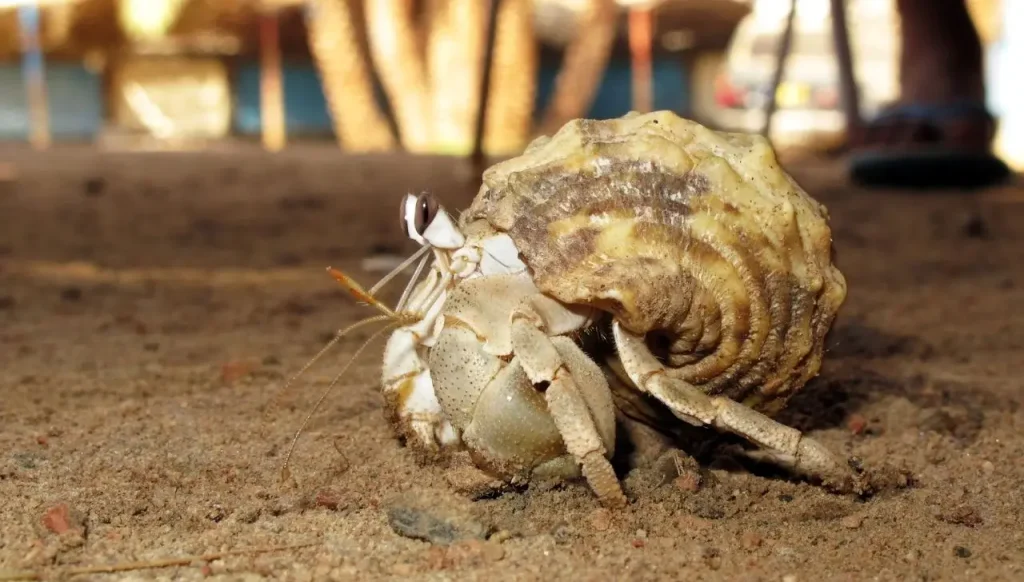 Signs Your Hermit Crab Is Stressed Alone