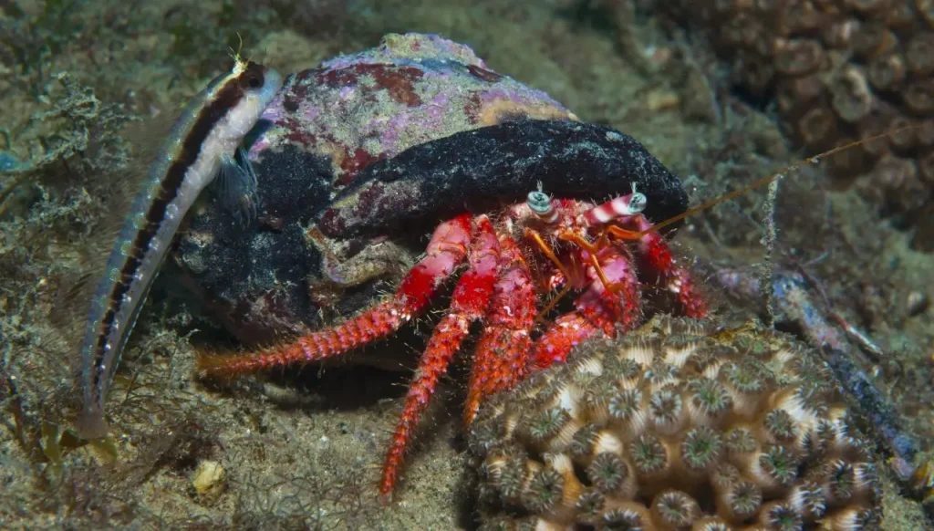 Signs of Happy Hermit Crab Climbing: