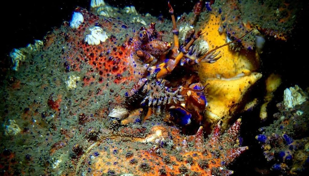5 Rarest Crabs in the World: