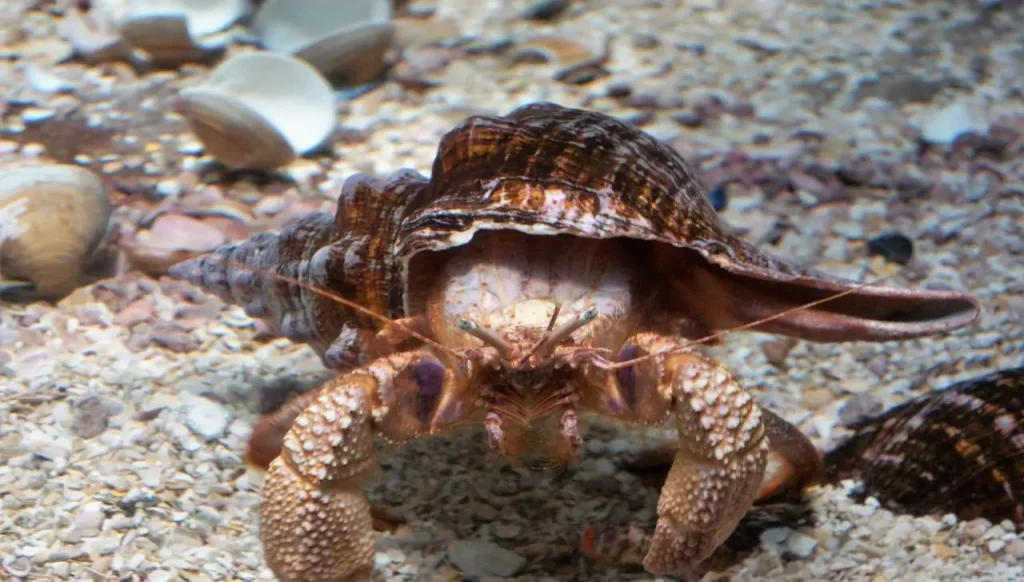 Hermit Crabs Climbing