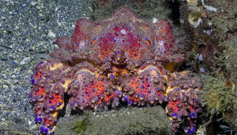 What Is the Rarest Crab in the World