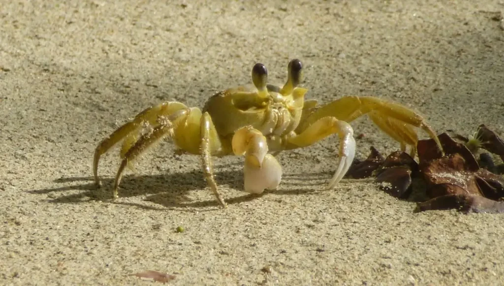 Which Crabs Walk Forward, Not Sideways: